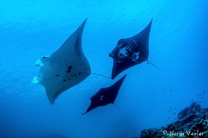 Nice formation of 3 Mantas during a dive at "Manta Sandy"... by Norm Vexler 